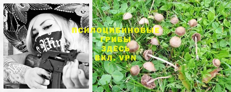 Псилоцибиновые грибы MAGIC MUSHROOMS  как найти закладки  Полярные Зори 